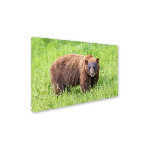 Pierre Leclerc 'Cinnamon Bear' Canvas Art,22x32